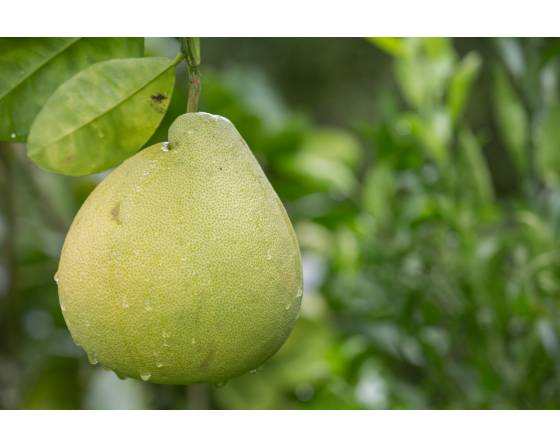 China White Grapefruit