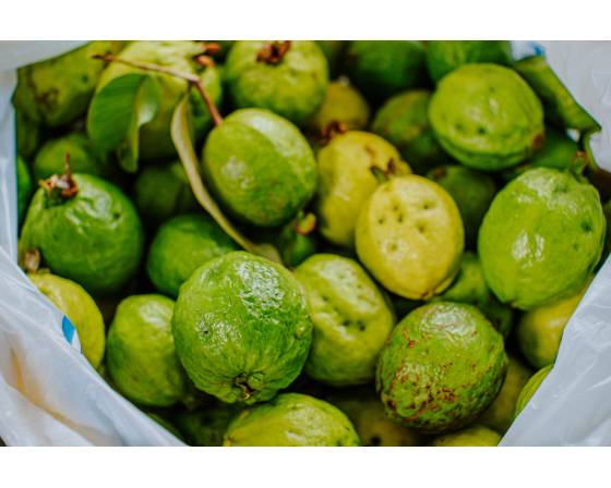 Malaysia Guava