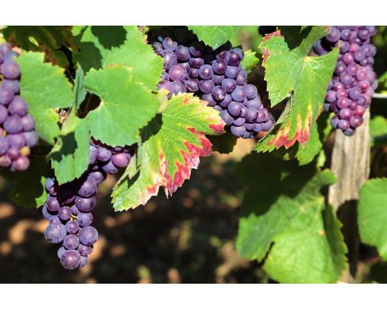 US Sweet Sapphire Grapes