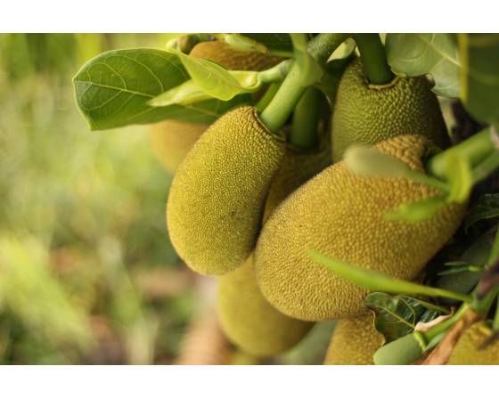 Malaysia Champion Artocarpus integer
