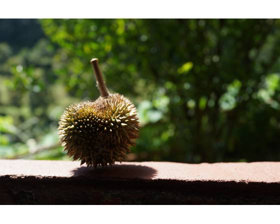 Pahang Black Thorn Durian