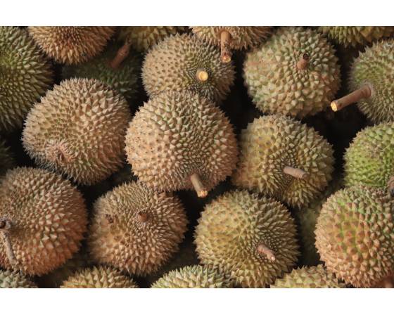 Pahang D24 Durian