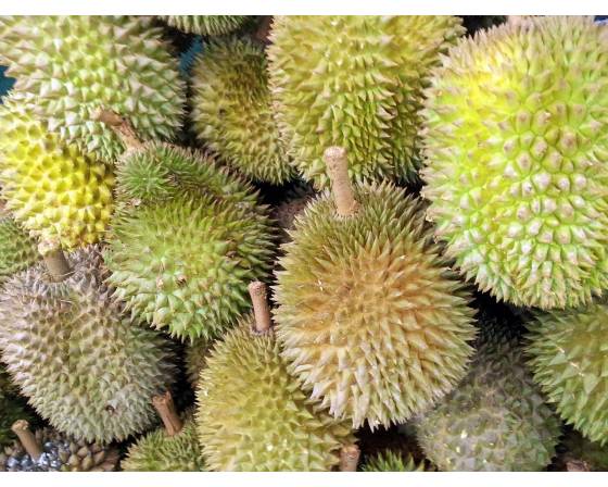 Pahang Tekka Durian