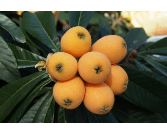 China Pipa Loquat