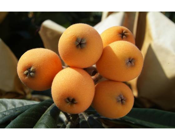 Thailand Loquat