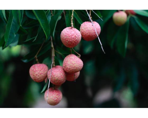 China Concubine's laughter (Fei Zi Xiao) Lychee