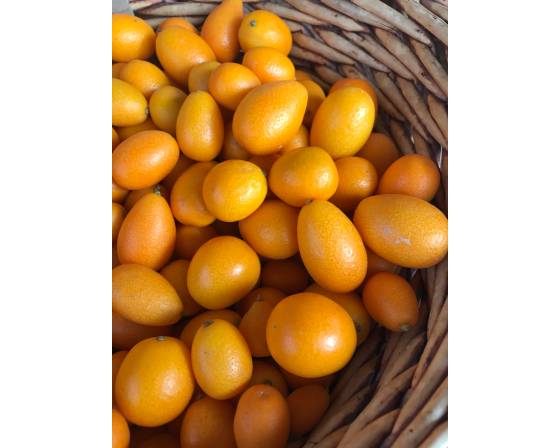 Taiwan Kumquat