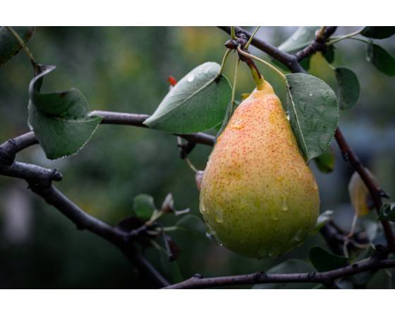 South Africa Blush Pear