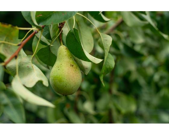 South Africa Packham Pear