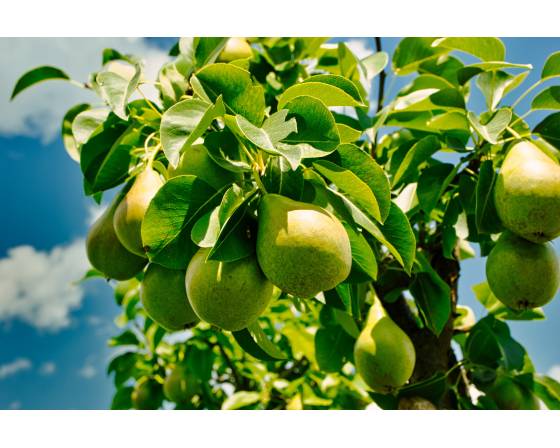 Taiwan Qiu Yue Li Pear