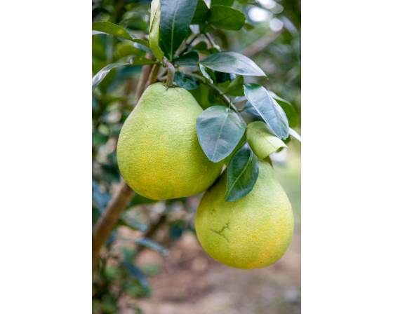 China Red Meat Pomelo