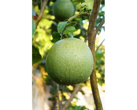 Thailand Pomelo