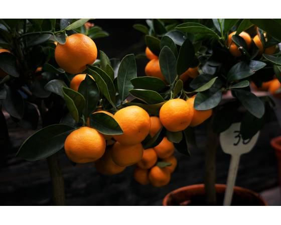 Israel Tangerines